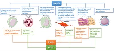 The Role of the TGF-β Superfamily in Myocardial Infarction